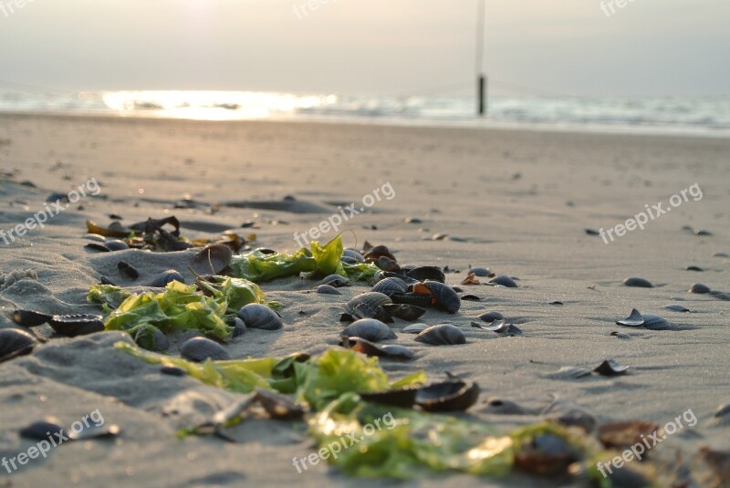 Beach Mussels Sand Seaweed Free Photos