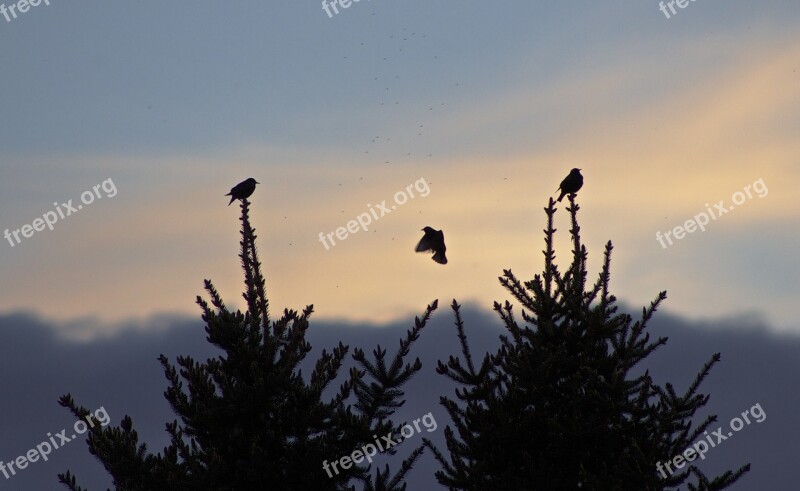 Sunset Silhouette Trees Birds Mosquito