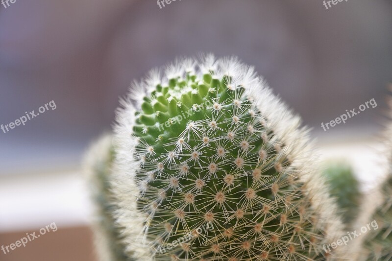 Cactus Thorns Plant Green Thorny