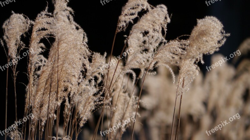 Grass Nature Grasses Outdoor Outdoors