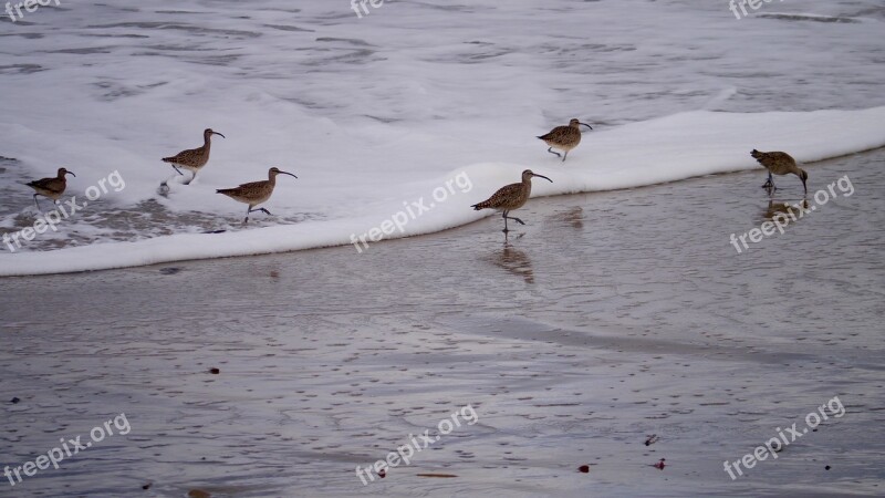 Shorebird Wildlife Bird Nature Ocean