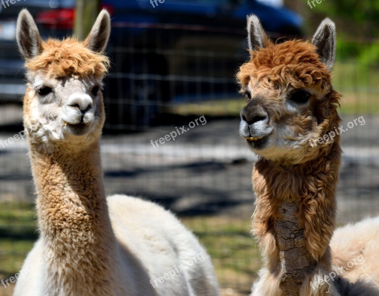 Alpacas Animal Cute Alpaca Farm Fur