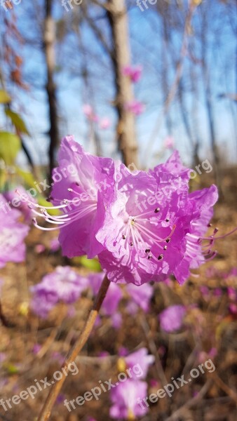 Azalea Spring Flowers Azalea Flowers Pink Flower Free Photos