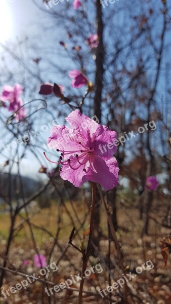 Azalea Spring Flowers Azalea Flowers Pink Flower Free Photos