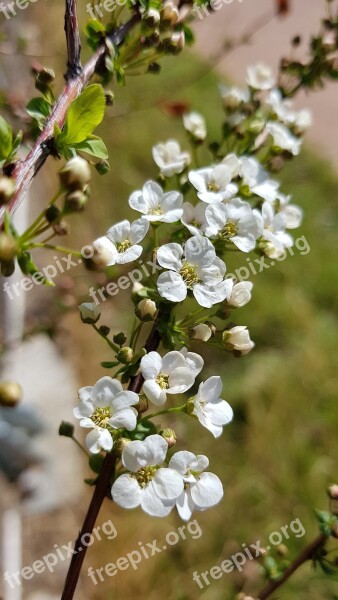 Meadowsweet Trees Meadowsweet Flower Spring Flowers White Flower White Flowers