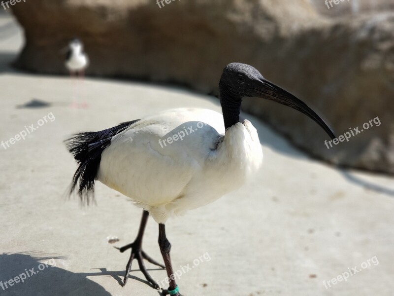 Bird Wild Birds Natural Animal Feathers