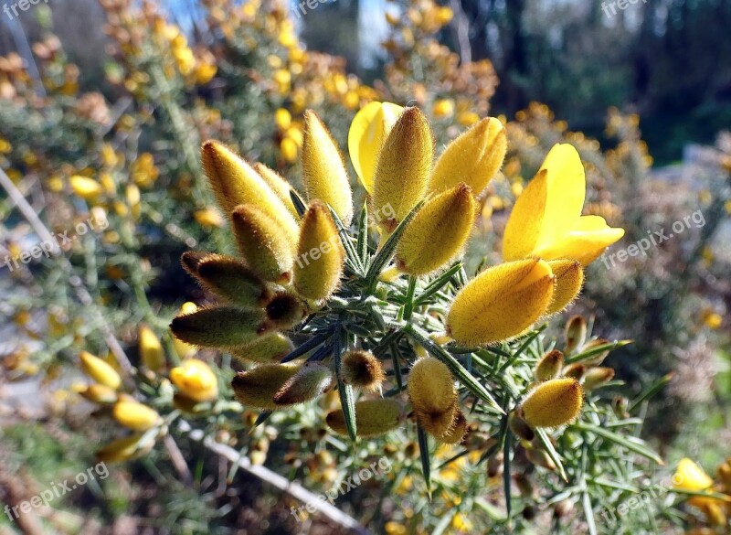 Broom Broom Scorpio Thorny Fabaceae Spartium Scorpius