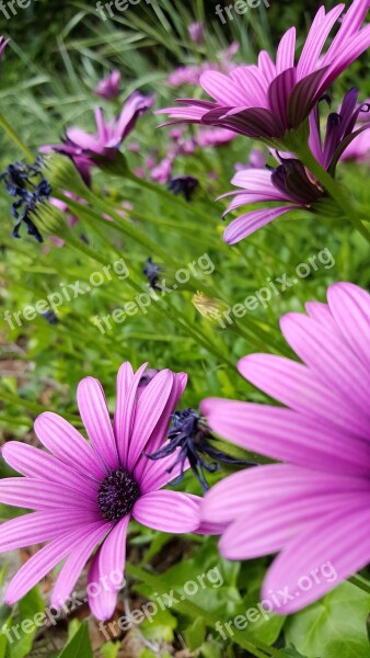 Flowers Purple Petals Lavender Nature