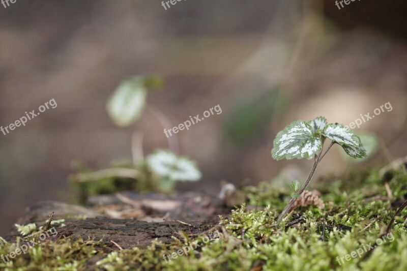 Plant Small Moss Forest Floor Green