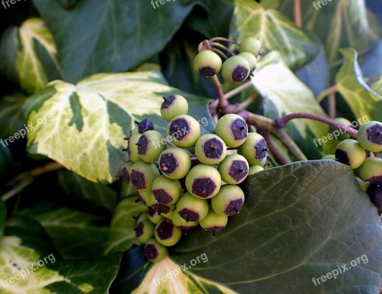 Ivy Berries Fruit Nature Fruits