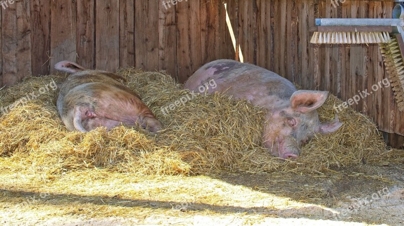 Domestic Pig Pig Lying Sleeping Animal