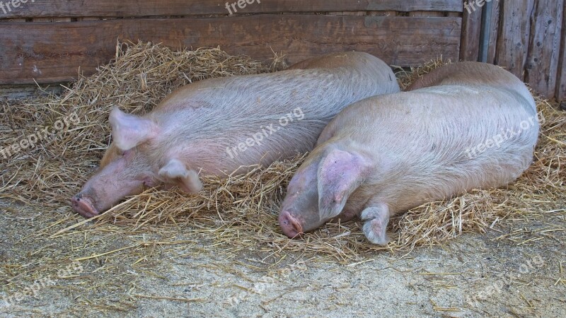 Domestic Pig Pig Lying Sleeping Animal