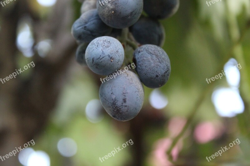 Kasrik Bitlis Turkey Raisin On