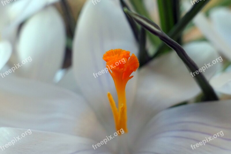 Crocus Flower Flowers Temple Spring Nature