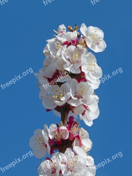 Apricot Flowering Tree Flowers Branch Flowering