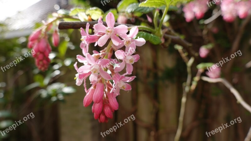 Ribes Bush Pink Bloom Spring