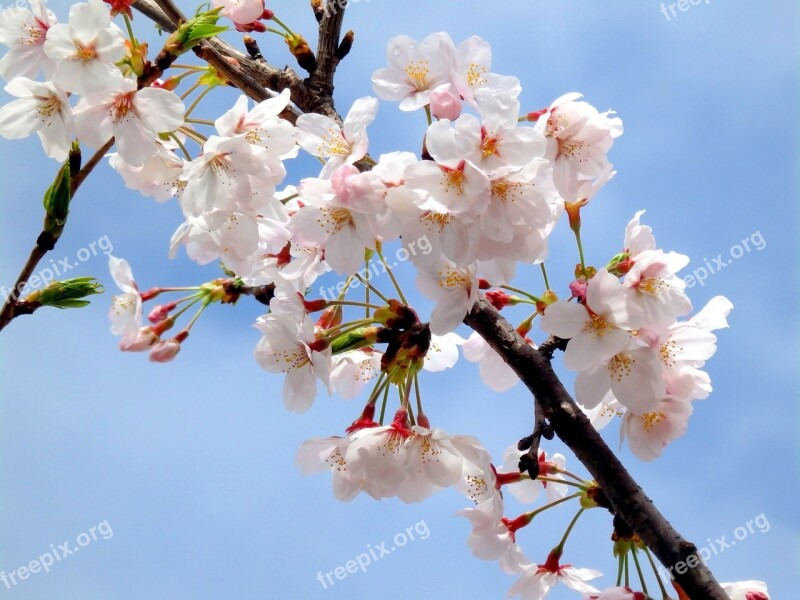 Sakura Pink Spring Blossom Nature