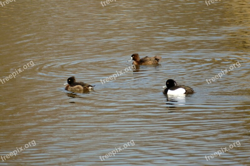 Duck Bird Waterfowl Fauna Water