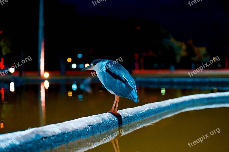 Square Crystals Brasilia Brazil Df Birds