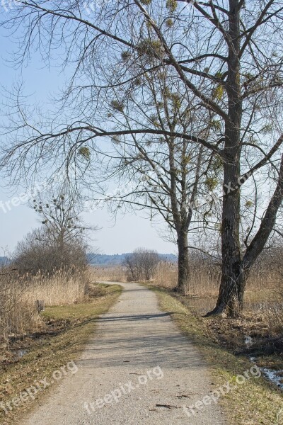 Nature Spring Away Trees Path