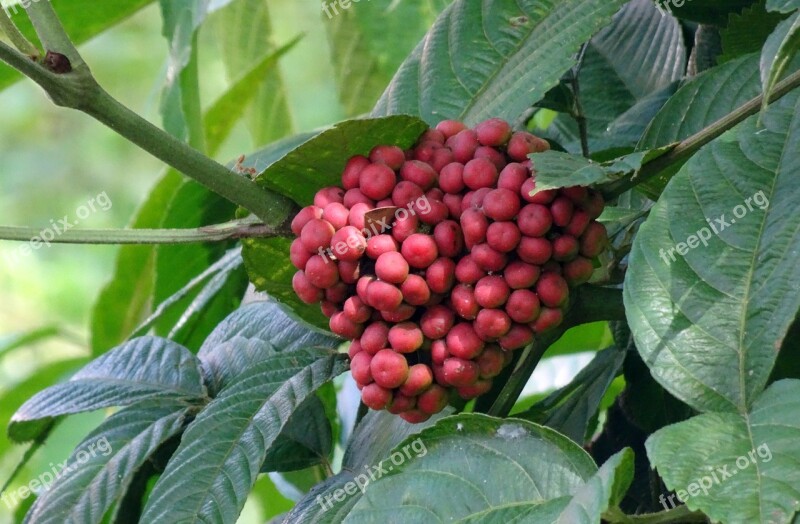 Berry Flora Plant Tropical Fruits