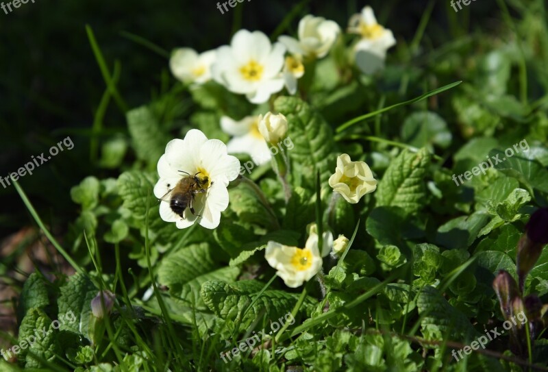 Spring Cowslip Bee Insect Free Photos