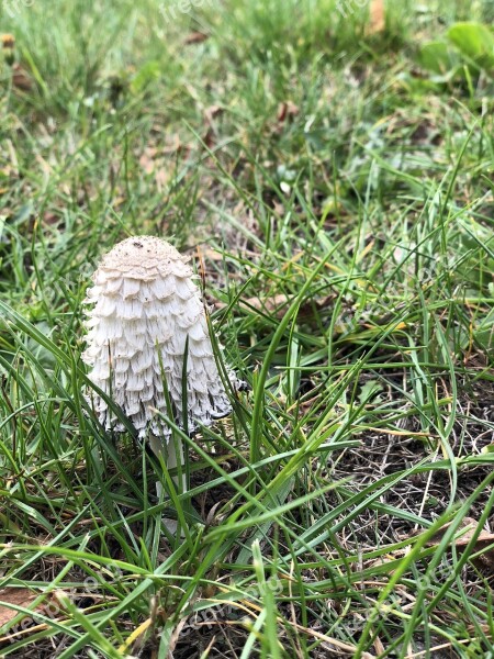 Grassland Mushroom Rain Fungi Grass