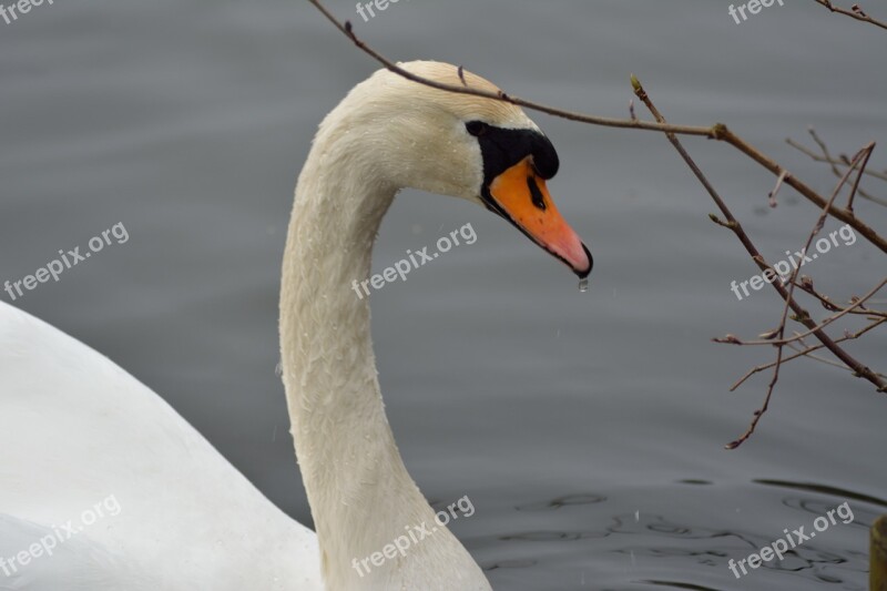 Swan Lake Water Bird Expensive