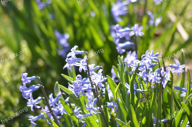 Hyacinth Nature Supplies Beauty Spring