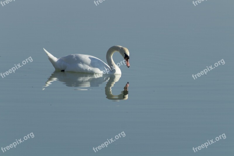 Swan Cam Bird White Lake