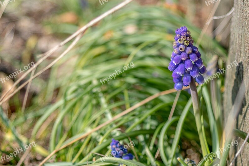 Spring Sun Muscari Armeniacum Grape Hyacinth Farmer Boy