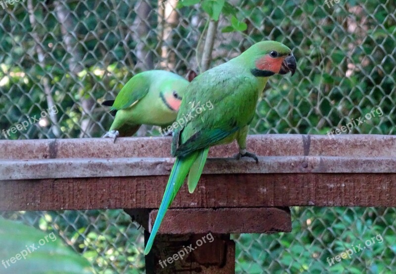 Bird Parrot Long-tailed Parakeet Psittacula Longicauda Endemic