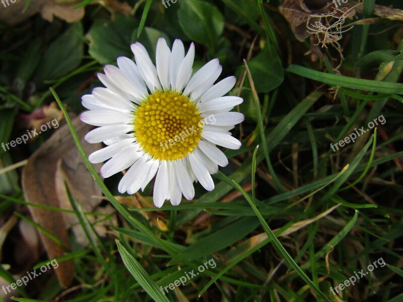 Marie Flower Daisy Small Blossom Bloom