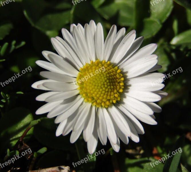 Marie Flower Daisy Small Blossom Bloom