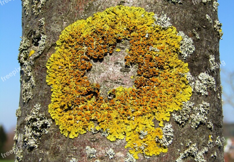 Tree Log Mushroom Lichen Nature