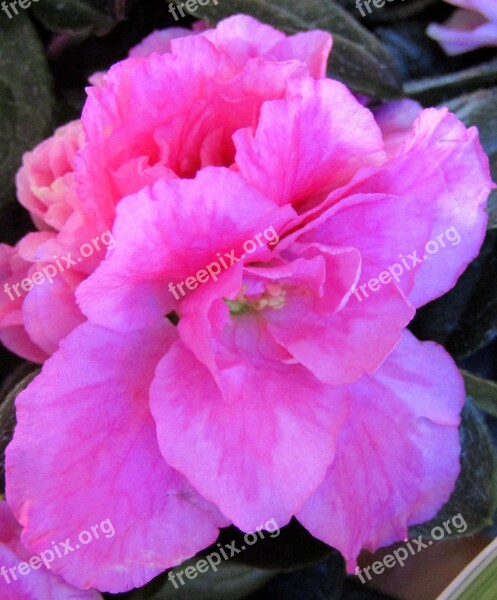 Azalea Blossom Bloom Close Up Nature