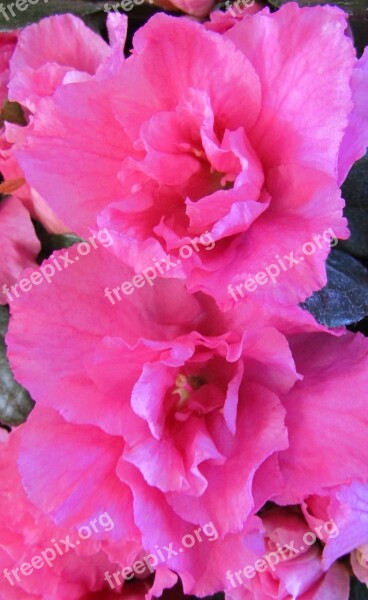 Azalea Blossom Bloom Close Up Nature