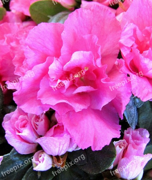 Azalea Blossom Bloom Close Up Nature