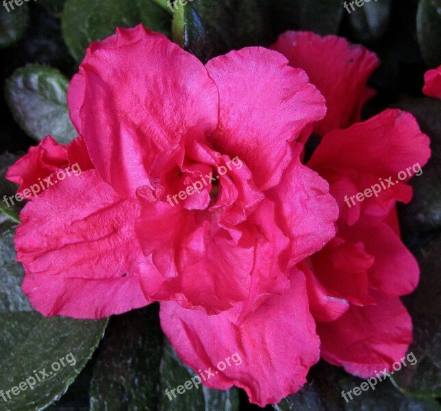 Azalea Blossom Bloom Close Up Nature