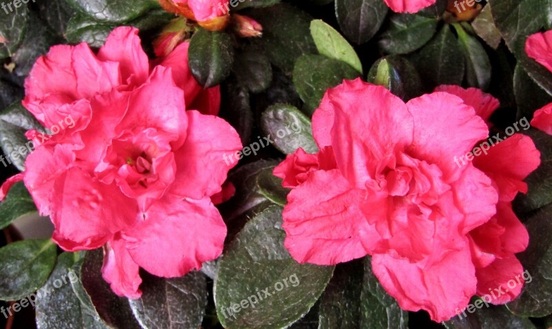 Azalea Blossom Bloom Close Up Nature