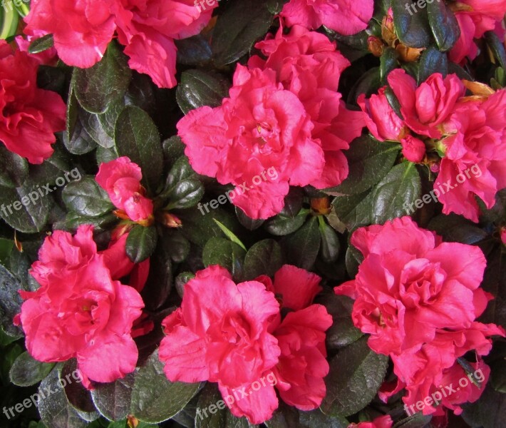 Azalea Blossom Bloom Close Up Nature