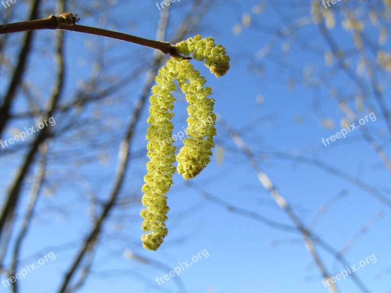 Hazel Flowers Hazel Bloom Spring Bush Hazel