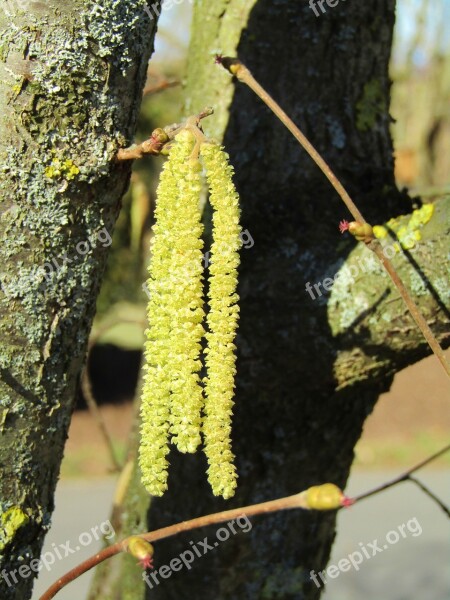 Hazel Flowers Hazel Bloom Spring Bush Hazel