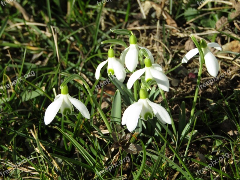 Snowdrop White Flowers Spring Sun