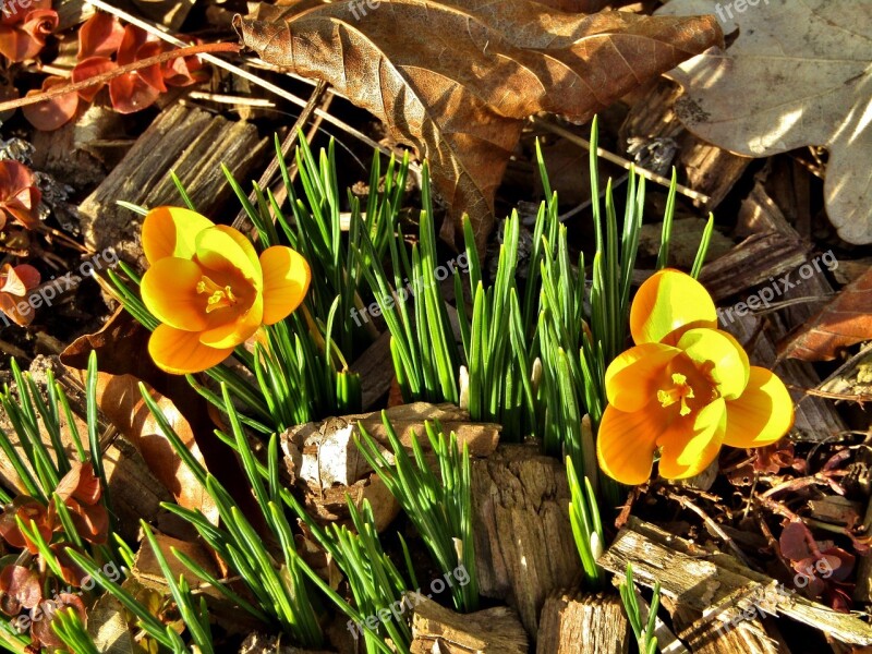 Crocus Yellow Blossom Bloom Spring