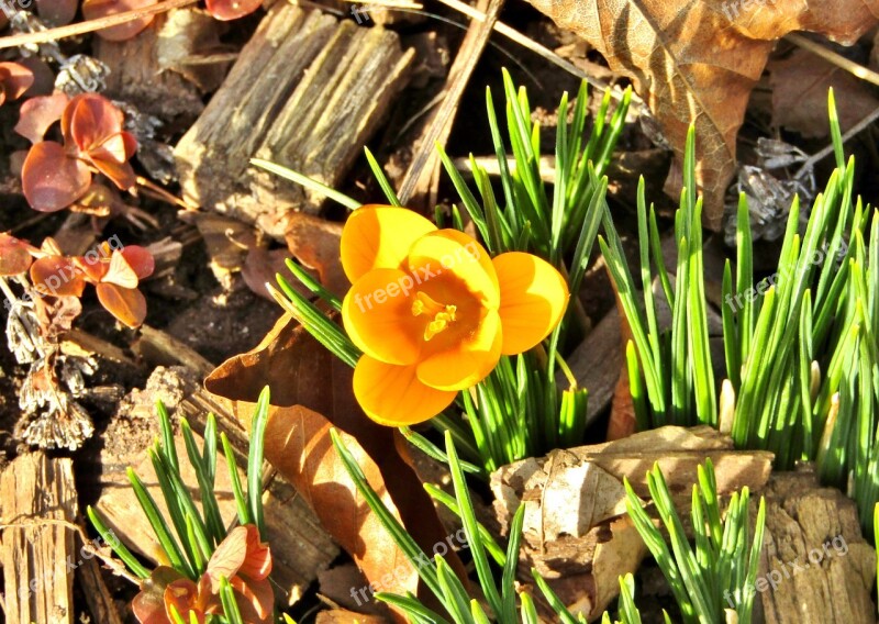 Crocus Yellow Blossom Bloom Spring