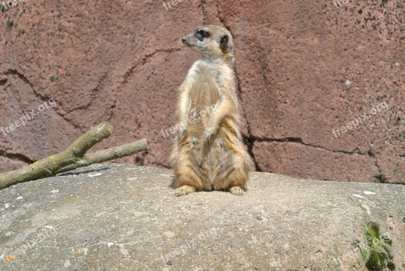 Meerkat Mammal Zoo Animal Free Photos