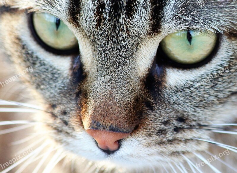 Tiger Cat Green Eyes Pet Cute Domestic