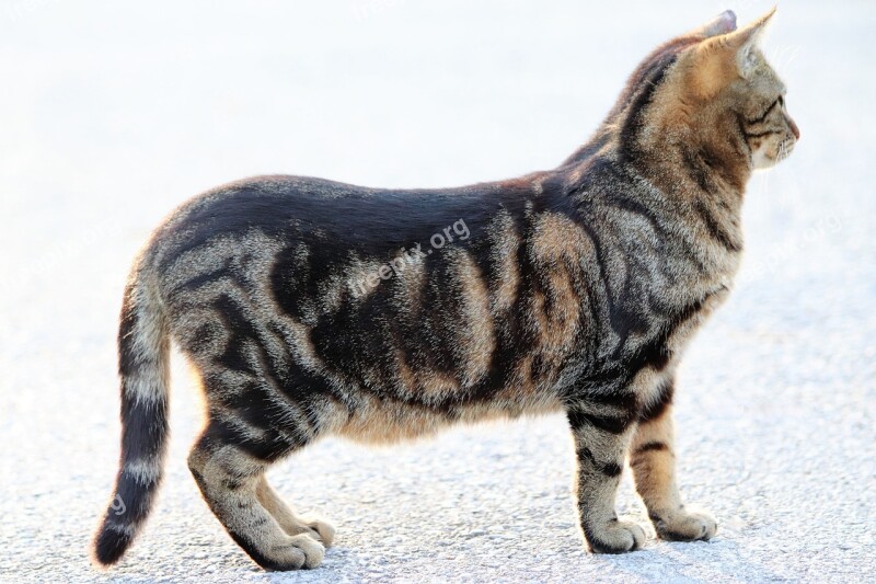 Tiger Cat Pet Cute Domestic Nature