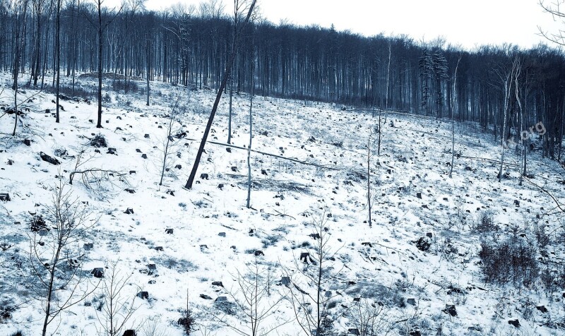 Wykarczowany Forest The Slope Of The Mountain Winter In The Mountains The Opawskie Mountains Opava